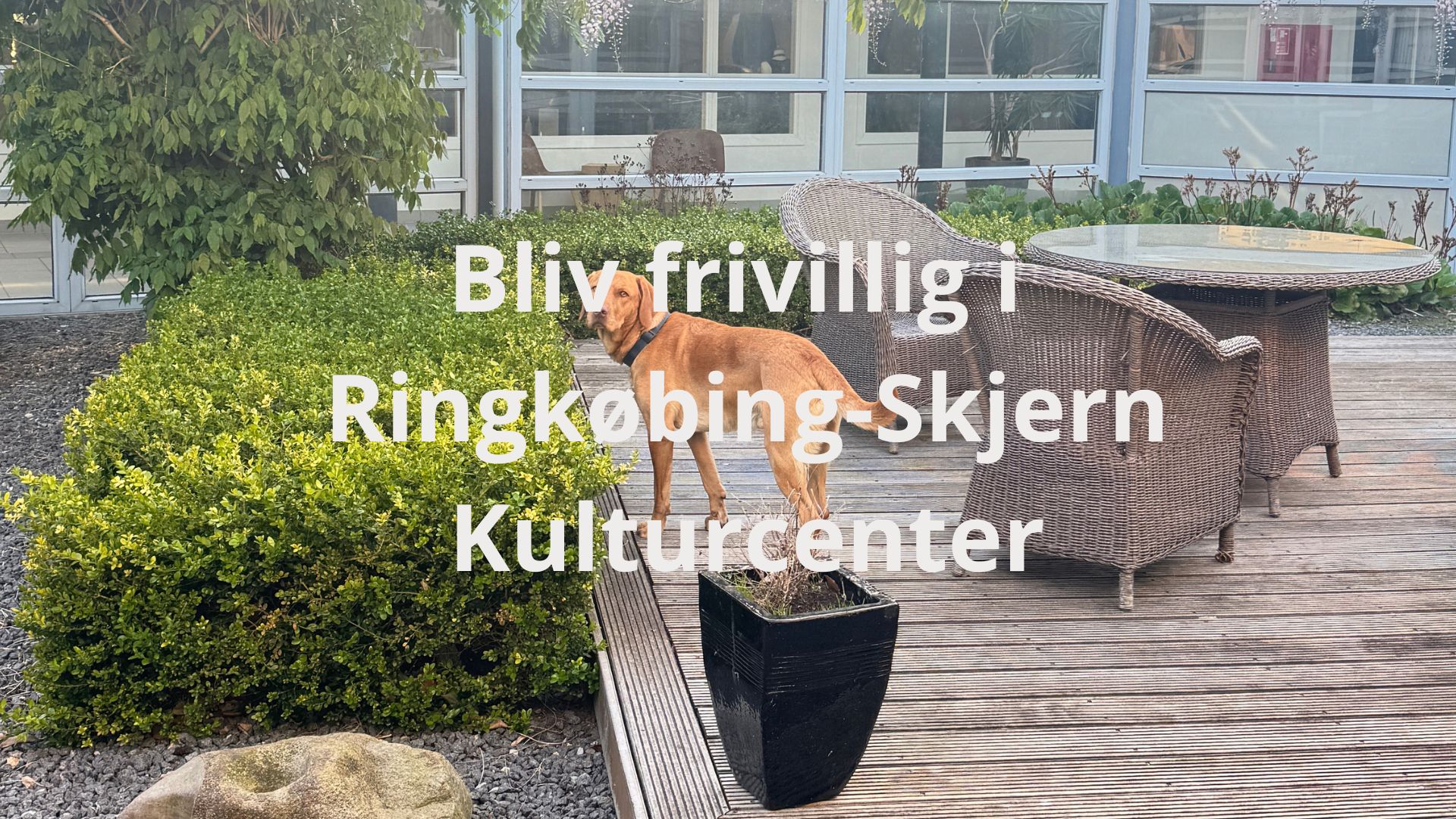 Frivillig